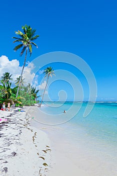 Paradise Guadeloupe beach with the white Sand, Green Palm Trees and Blue Ocean Water