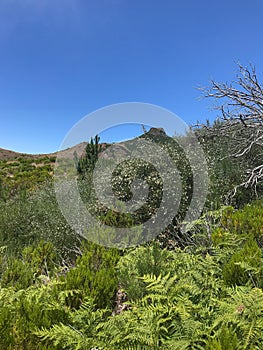 Paradise island of Madeira magnificent greenery