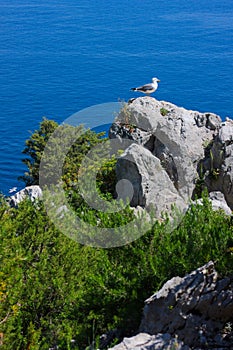 Paradise island - XI- Capri - Italy