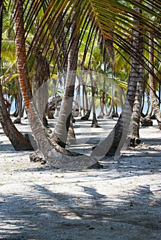 Paradise Islands in Guna Yala, Kuna Yala, San Blas, Panama. Sunset. Sunrise.