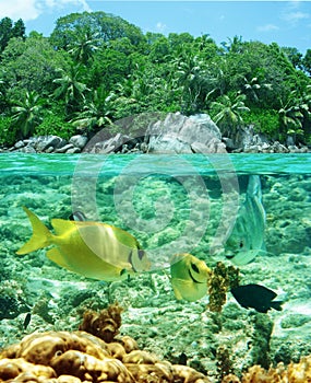 Paradise lunch of colorful coral fish. Tropical beach.