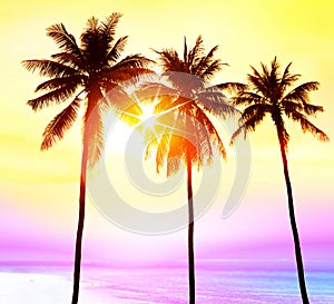 Paradise with palms at sunset