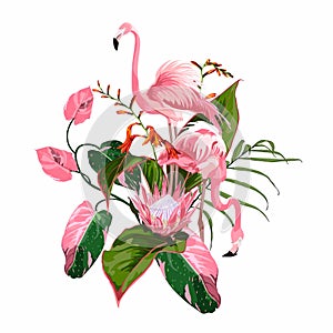 Paradise pink flamingo birds couple with exotic leaves and protea flower.