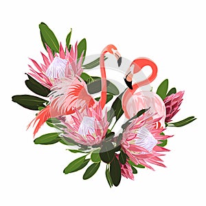 Paradise pink flamingo birds with exotic protea flowers. Card template composition.
