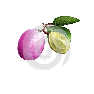 Icaco fruit isolated. Chrysobalanus icaco, cocoplum, Paradise Plum. Fruit of coastal form. Botanic concept digital art