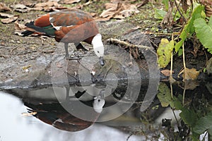 Paradise shelduck