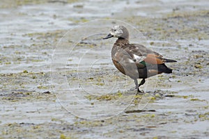 Paradise Shelduck young female