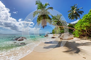 Paradise Sunny beach with palms and turquoise sea.