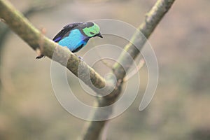Paradise tanager