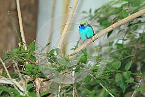 Paradise tanager