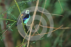 Paradise tanager