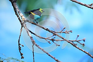 Paradise tanager