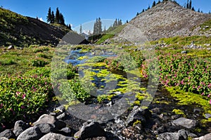Paradise trail in Mount Rainier National Park, Washington, USA photo
