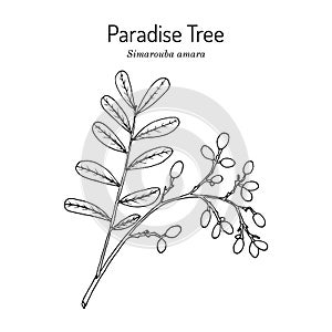 Paradise tree simarouba amara , medicinal plant photo