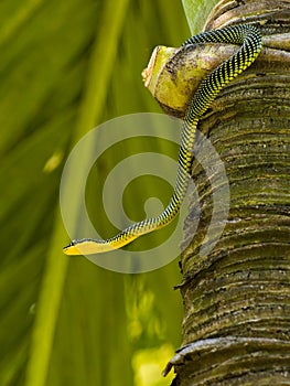 Paradise Tree Snake
