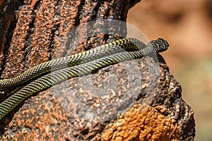 Paradise tree snake Chrysopelea paradisi