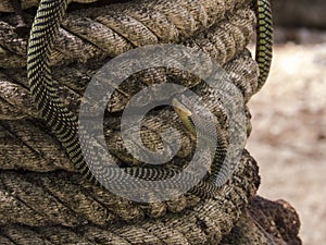 Paradise tree snake, paradise flying snake on a rope, Koh Adang Park, Thailand