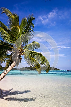 Paradise tropical beach and lagoon in Moorea Island