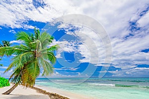 Paradise tropical beach palm the Caribbean Sea