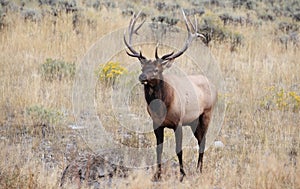 Paradise Valley Bull Elk