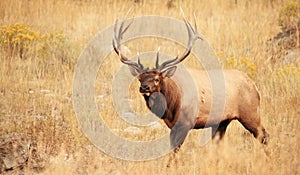 Paradise Valley Bull Elk - Front View