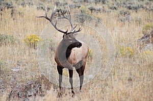 Paradise Valley Bull Elk - Side View