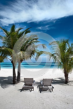 Paradise, white sand, palm trees and two empty sun beds on white sand. Tourism, travel, rest