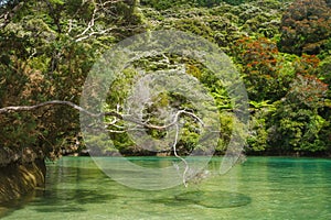 Paradisiac beach in Abel Tasman in New Zealand