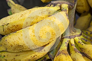 Group of Bananas yellow for sale photo