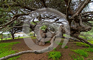 Parador de Mazagon Ancient Pine Tree Natural Monument photo