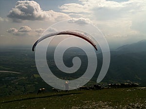 Paraglider with Cows