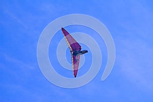 Paraglider paragliding above the coastal plain Zichron Yaakov in the northwest Israel