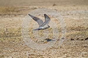 Paragrine Falcon in flight