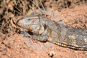 Paraguay caiman lizard Dracaena paraguayensis at the Transpantaneira, Pantanal, the world largest wetland, Mato Grosso, Brazil