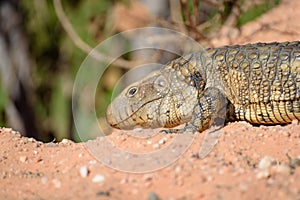 Paraguay caiman lizard Dracaena paraguayensis at the Transpantaneira, Pantanal, the world largest wetland, Mato Grosso, Brazil