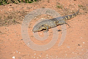 Paraguay caiman lizard Dracaena paraguayensis at the Transpantaneira, Pantanal, the world largest wetland, Mato Grosso, Brazil, photo