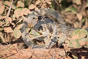 Paraguay caiman lizard Dracaena paraguayensis at the Transpantaneira, Pantanal, the world largest wetland, Mato Grosso, Brazil,