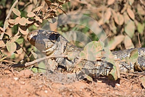 Paraguay caiman lizard Dracaena paraguayensis at the Transpantaneira, Pantanal, the world largest wetland, Mato Grosso, Brazil,