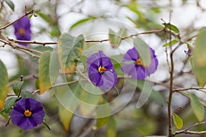 Paraguay nightshade Lycianthes rantonnetii