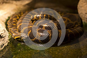 Paraguayan anaconda sleeping photo