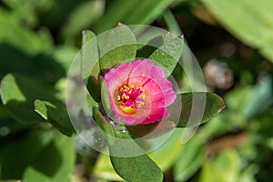 Paraguayan purslane Portulaca amilis macro - Davie, Florida, USA