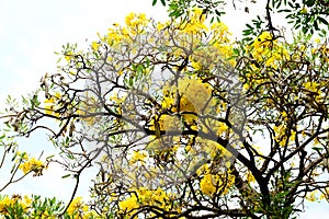 Paraguayan Silver Trumpet Tree, Silver Trumpet Tree, Tree of Gold