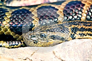 Paraguayan south anaconda photo