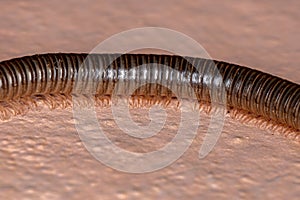 Parajulid Millipede of the Family Parajulidae with selective focus