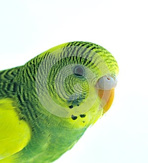 Parakeet