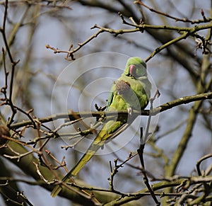 Parakeet