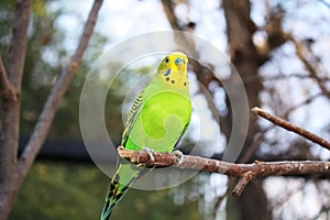 Parakeet