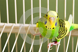 Parakeet