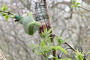 Parakeet on a bird feeder