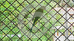 parakeet bird perching on the steel grilles in its cage